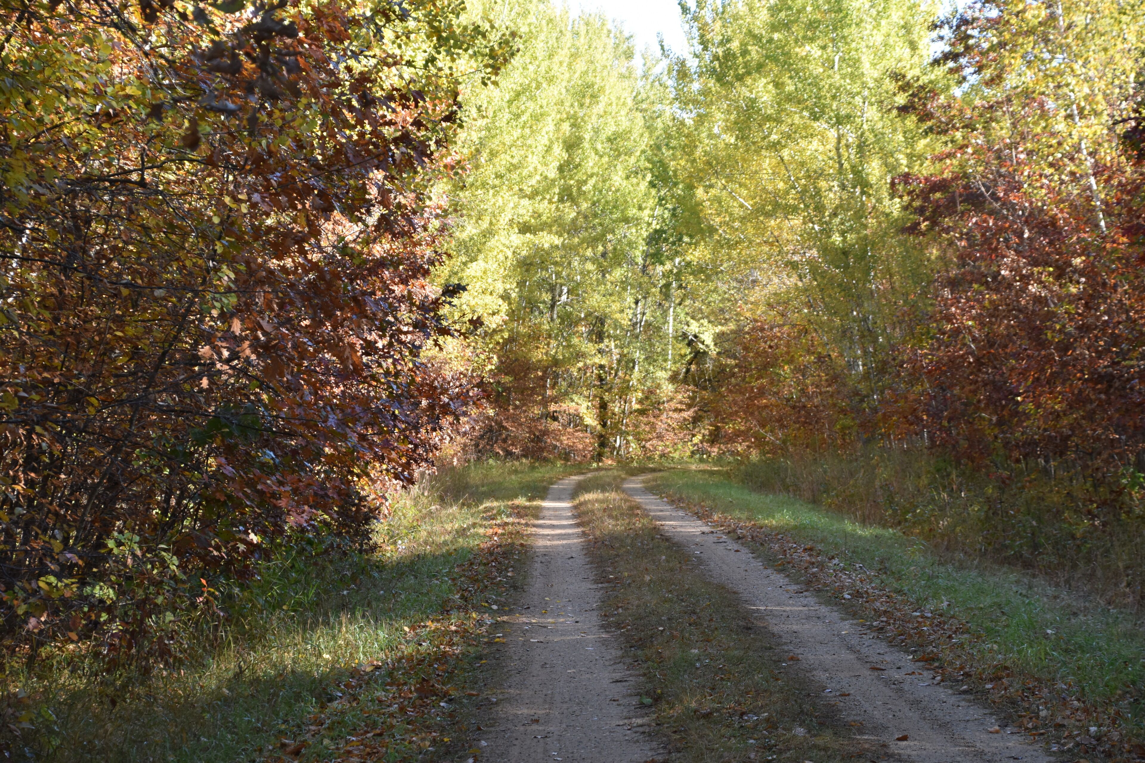 A dirt path surrounded by trees with autumn foliage.