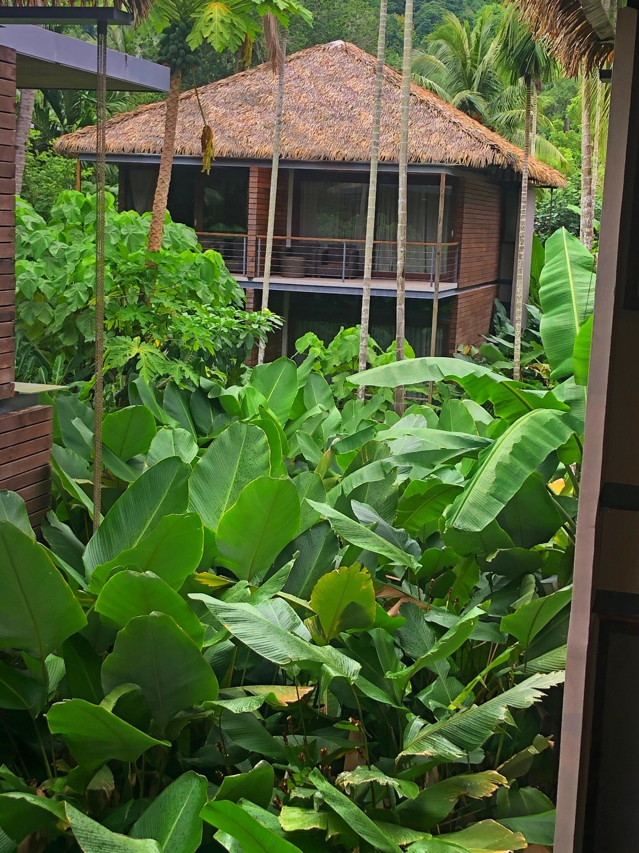 A thatched-roof structure surrounded by lush green foliage.