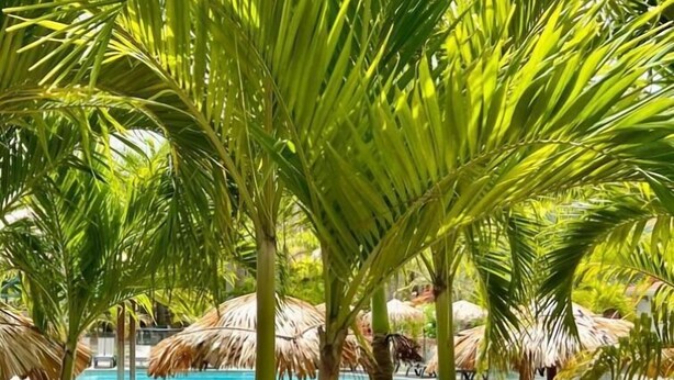 A pool area with clear blue water, surrounded by palm trees and lounge chairs.