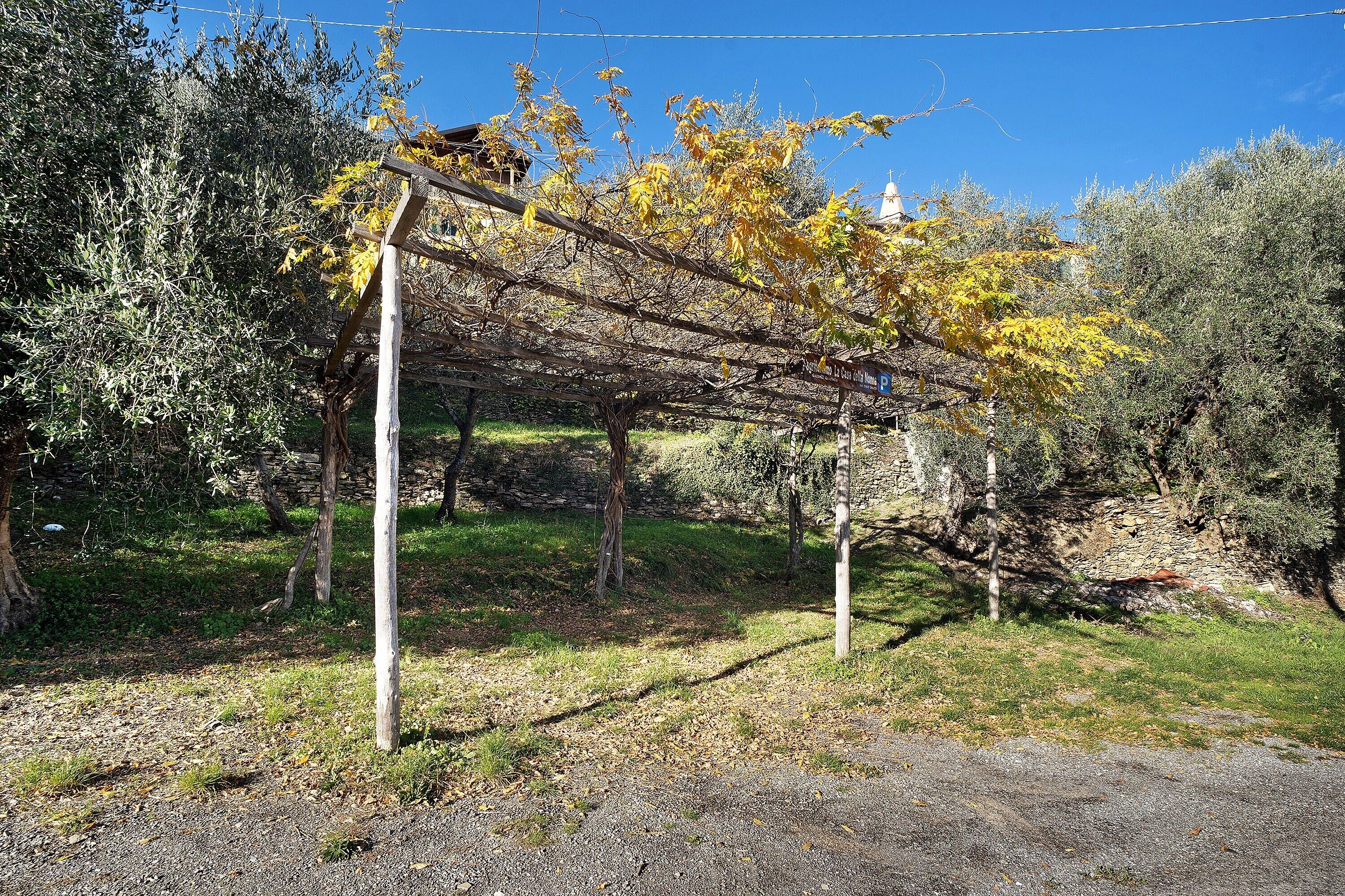 A pergola structure with vines, surrounded by olive trees and a stone wall.