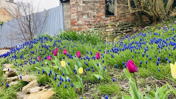 A garden with blue and pink tulips, a brick wall, and a wooden fence. - Capella Cottage, 2 Bedroom, Sleeps 4 (Lincoln)