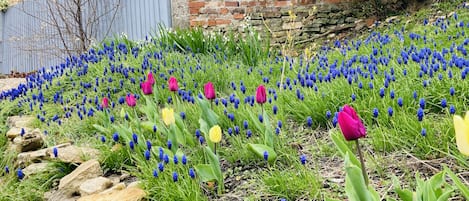 Cottage | Property grounds