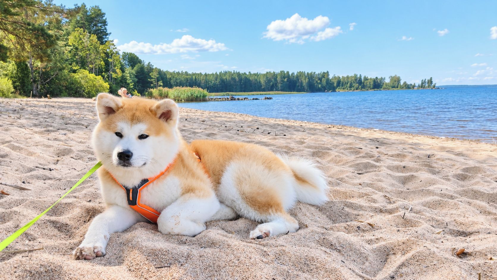 A dog lying on a sandy beach with a body of water and trees in the background.