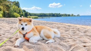 A dog lying on a sandy beach with a body of water and trees in the background.