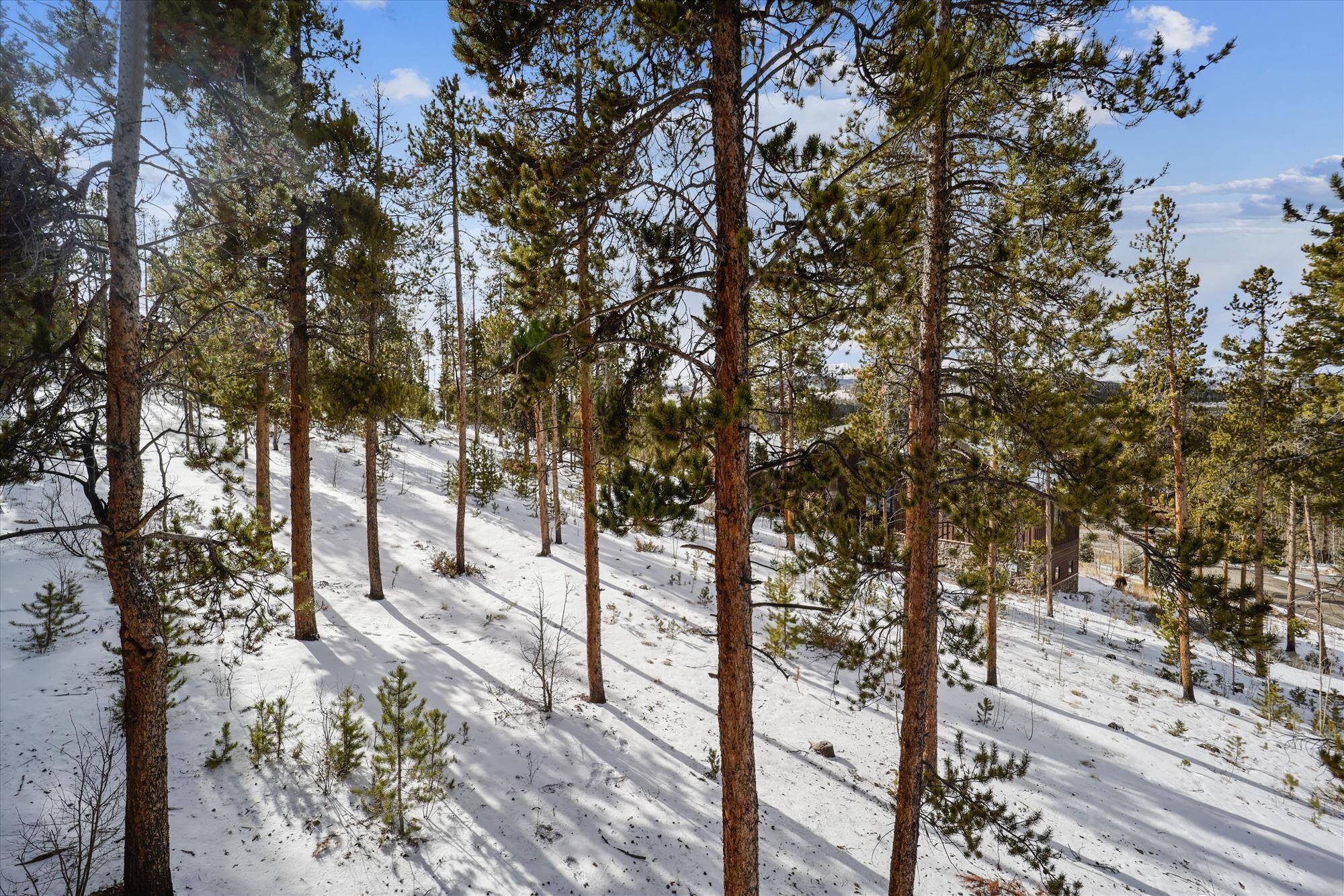 Une zone boisée avec de grands pins et un sol recouvert de neige.