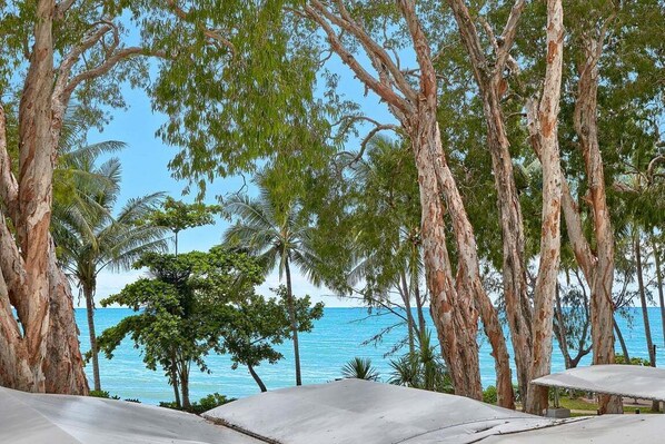 A beachside view with tall trees and a clear view of the ocean.