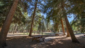 Un terrain de camping équipé de tables de pique-nique, bordé de grands pins et offrant une vue sur un ciel dégagé.