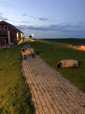 Property grounds - Holiday apartment Beletage at the old customs House by Vareler Harbor / Northsee (Varel)