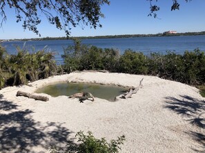 ビーチの近く、サンラウンジャー、ビーチタオル