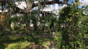 Un jardin luxuriant, avec de grands arbres et un feuillage dense, un bâtiment moderne aux grandes fenêtres en arrière-plan, et un ciel bleu dégagé.