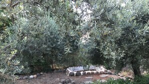 Un jardin agrémenté d’oliviers, un sentier en pierre et un petit jardin de rocaille.