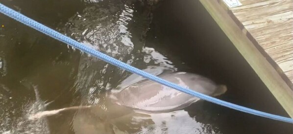 Una extensión de agua con una cuerda en primer plano.