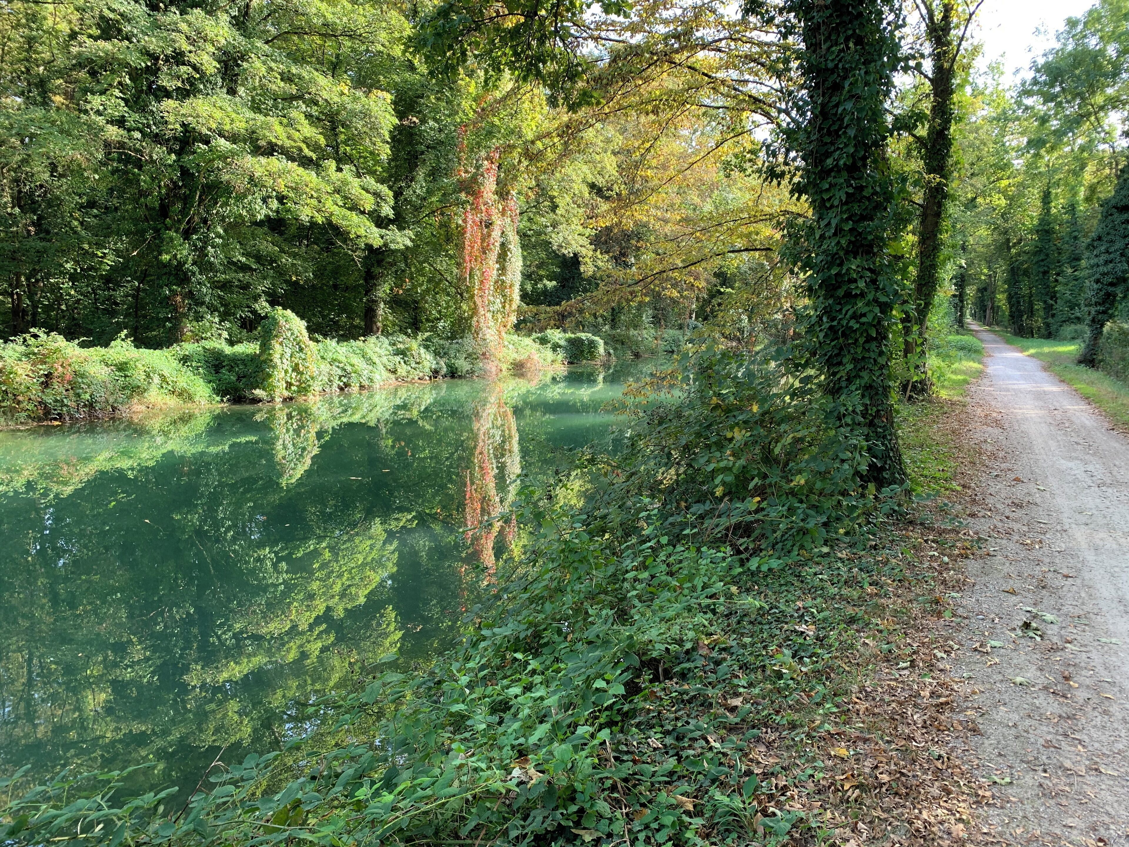 Un sentier paisible à travers la forêt, bordé d’une étendue d’eau calme où se reflètent les arbres et le feuillage.