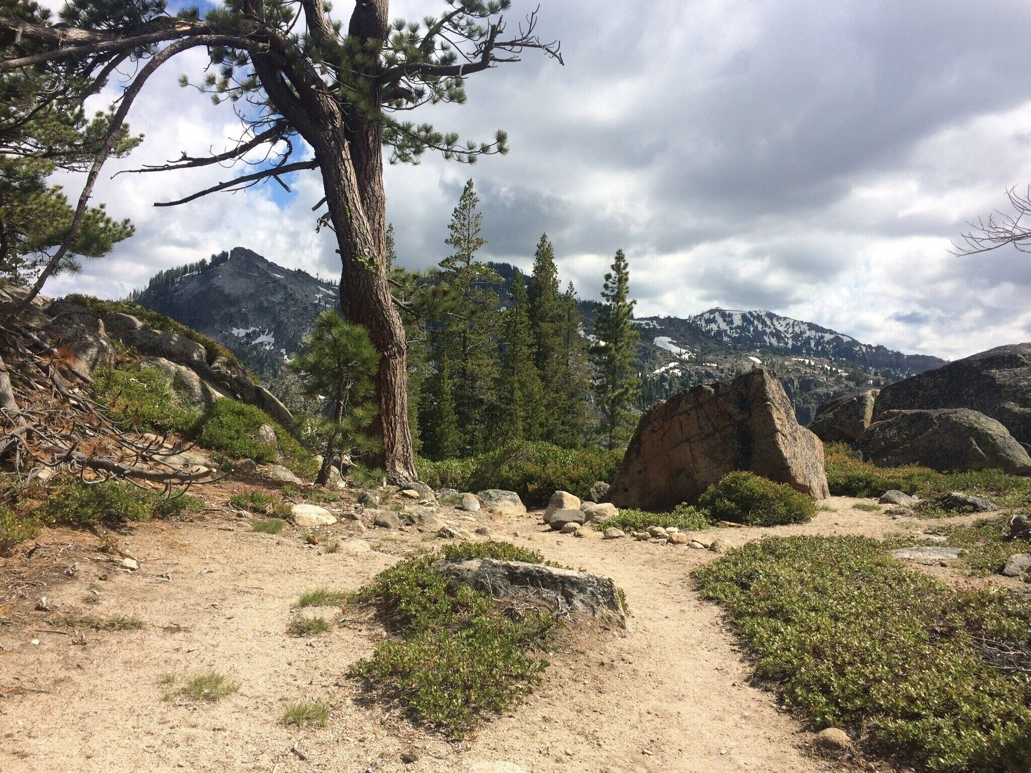 A natural landscape with a dirt path, large boulders, and a prominent pine tree.