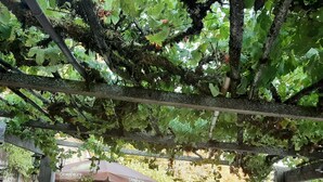 An outdoor seating area with tables and chairs under a pergola covered with vines.
