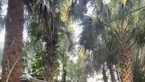 A stone pathway leading through a garden with palm trees and a wooden staircase. - Miles of Private Gulf Beach-Luxury 4 BR-Pets Okay-Kayaks & SUPs-Best Shark Teeth (Englewood)