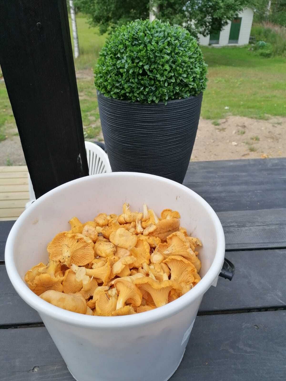 A white bowl filled with yellow mushrooms on a wooden deck.