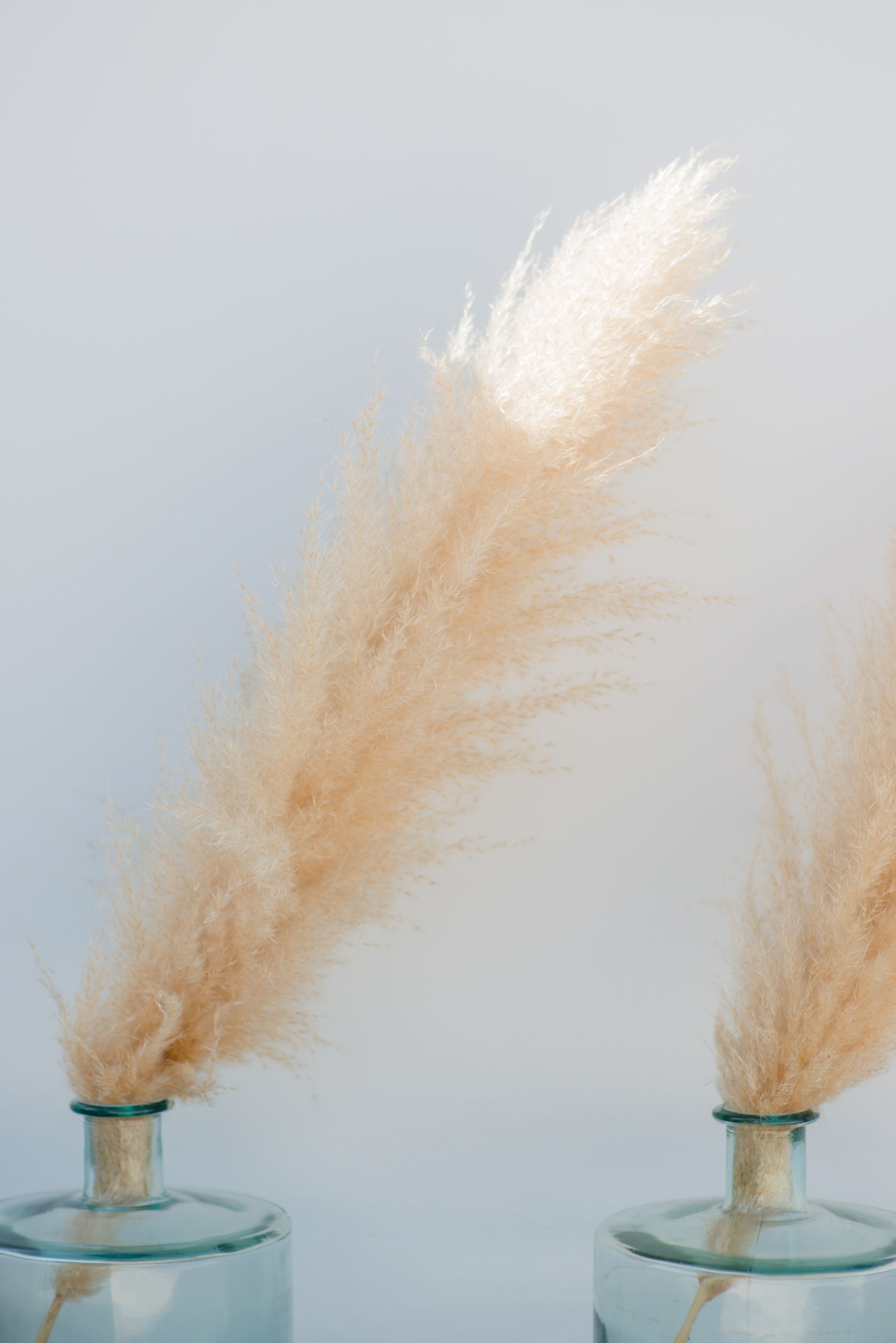 Two clear glass vases with pampas grass stems against a plain background.