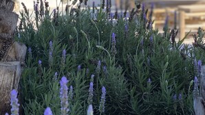 A garden with lavender plants and a wooden structure in the background. - The Olive Boutique Suites and Spa (Santa Eulalia del Rio)