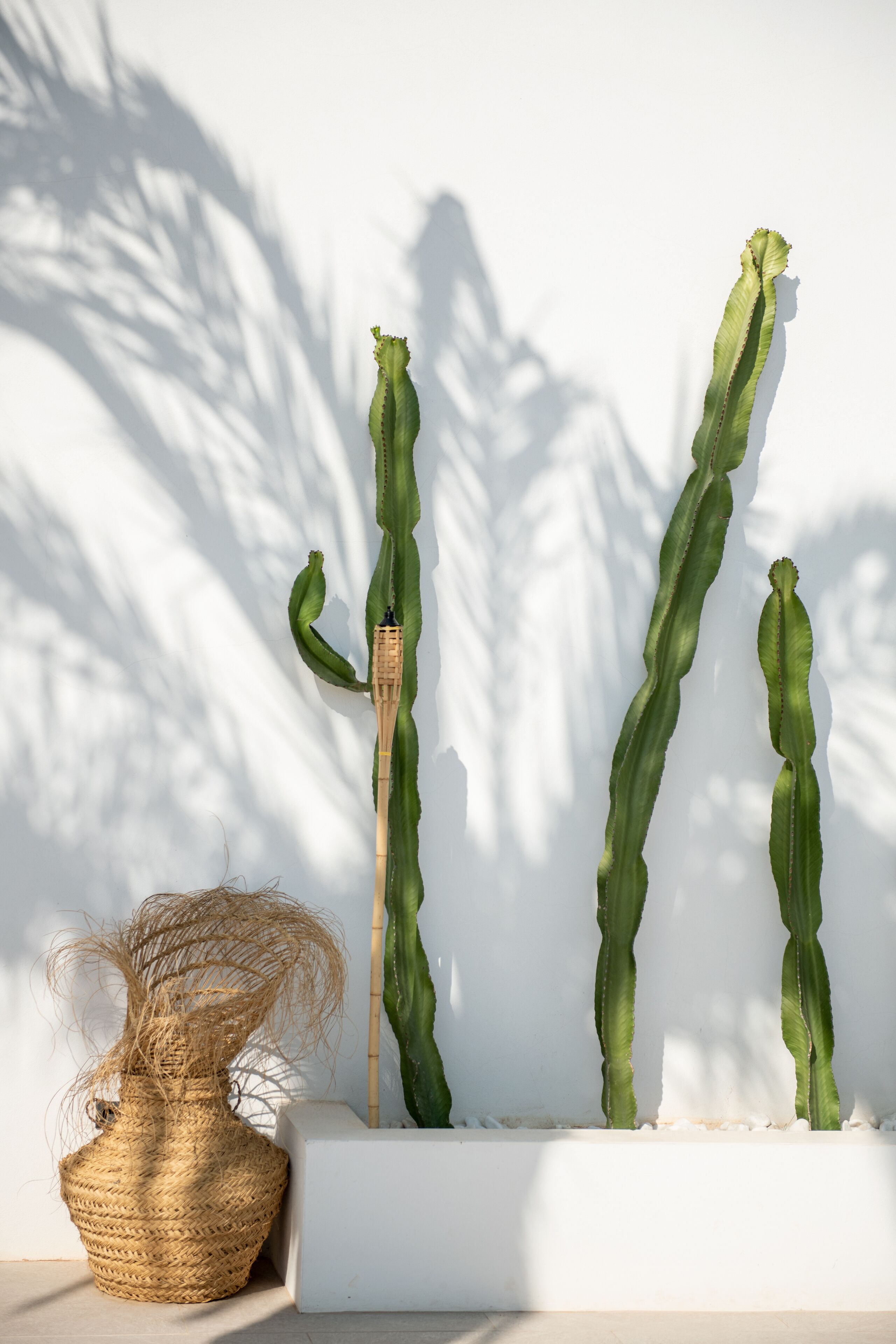 A cactus plant in a white planter against a white wall.