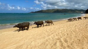 Une plage où l’on voit des vaches se promener sur le sable, avec l’océan en arrière-plan.