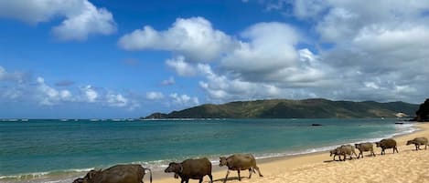 On the beach, white sand, free beach cabanas, sun loungers