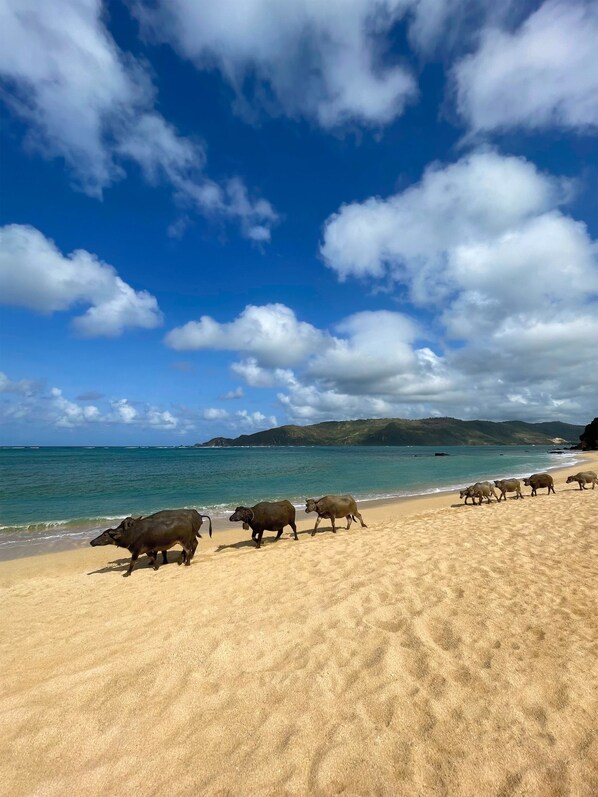On the beach, white sand, free beach cabanas, sun loungers