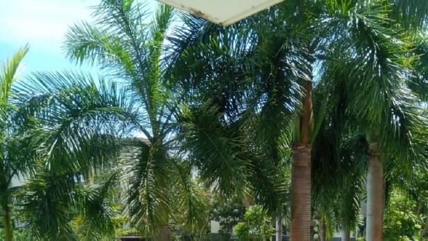 Ein Poolbereich mit Palmen und Blick auf ein Gebäude im Hintergrund.