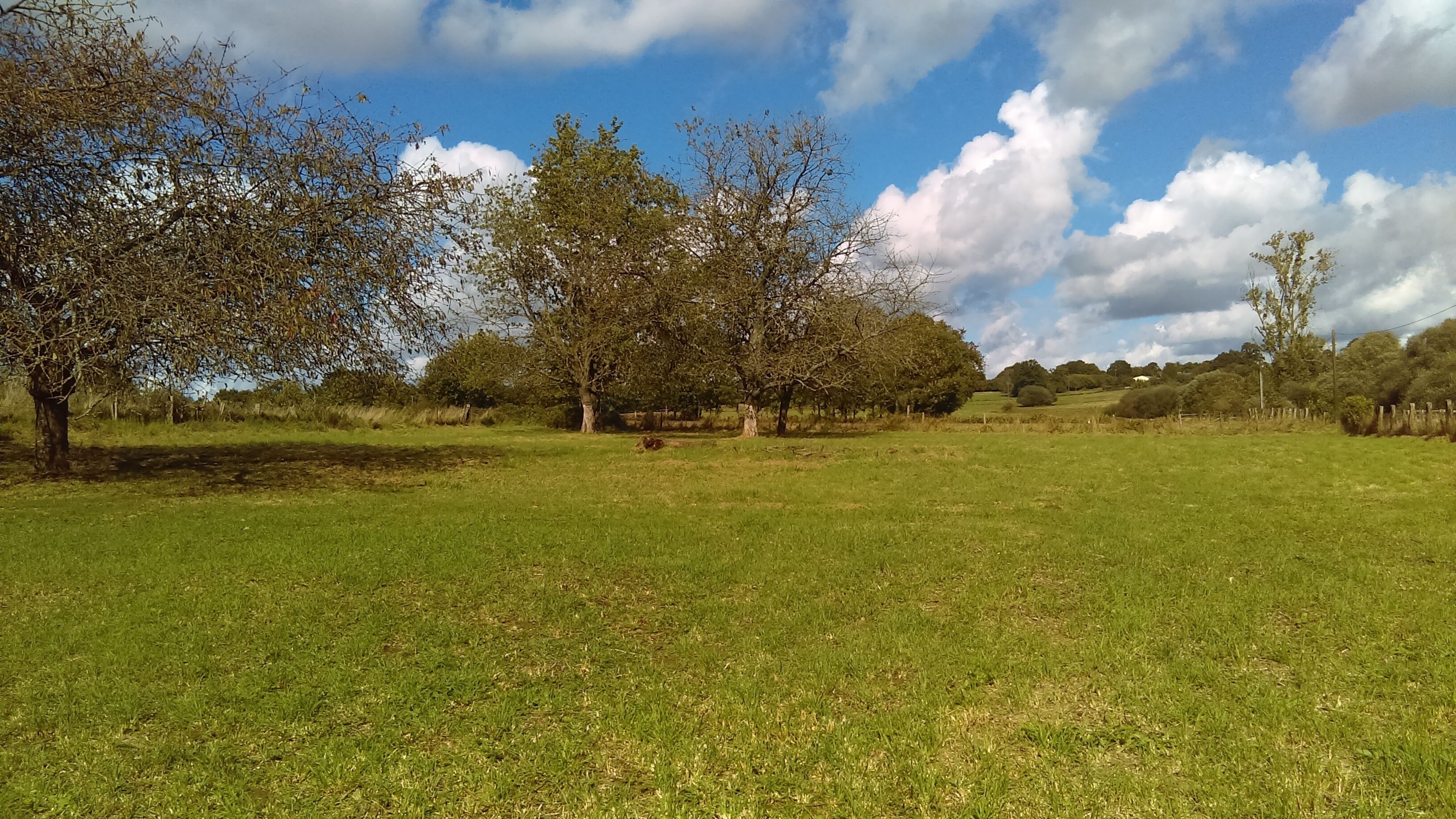 A grassy field with trees and a clear sky.