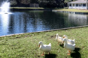 Property grounds - Totally Renovated Coastal Condo in Ocean Walk, Unit T-2 (St Simons Island)