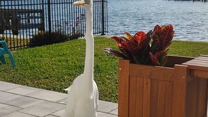 A white bird standing on a paved area near a body of water, with a wooden planter and a metal fence in the background.