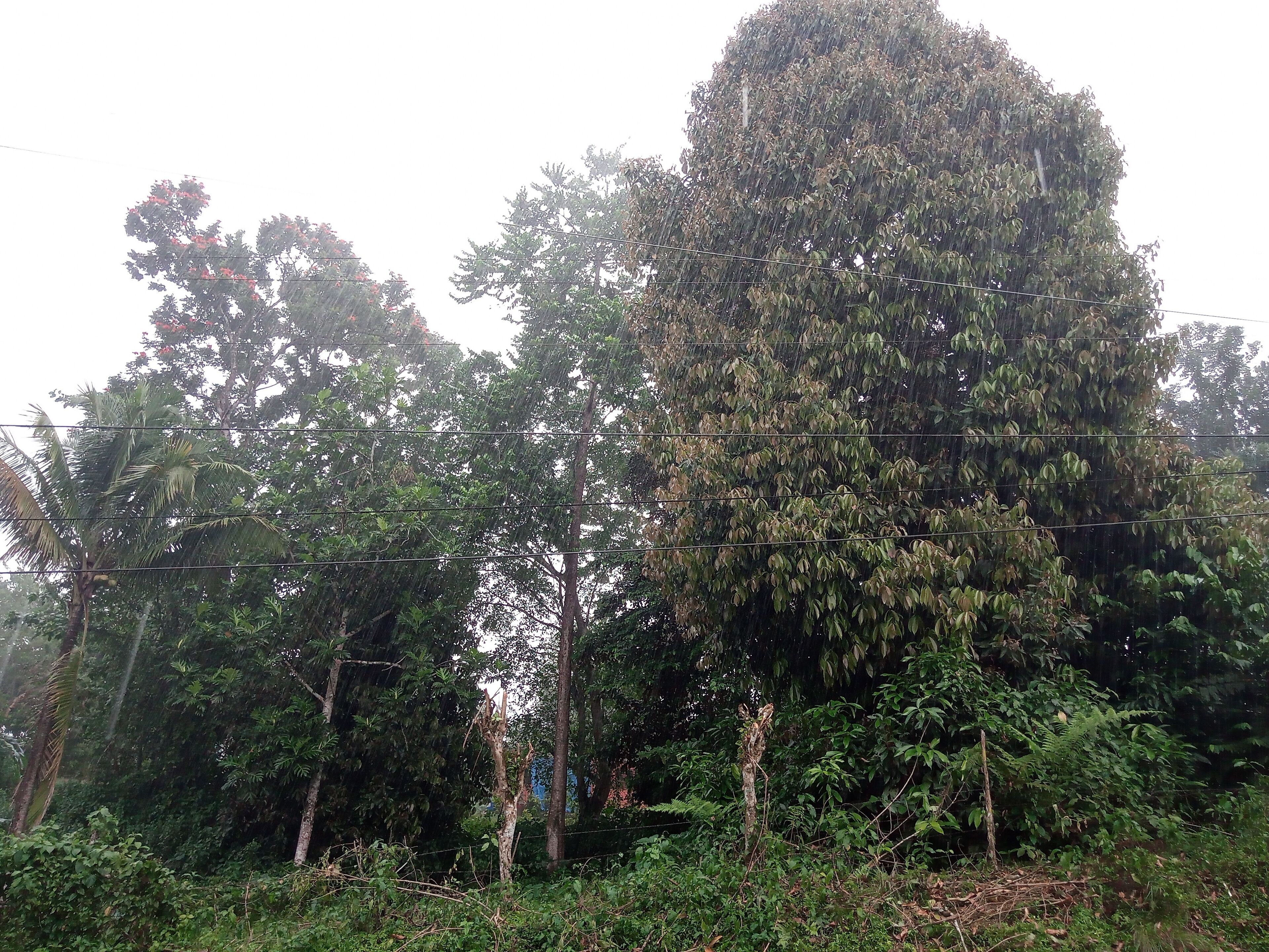 A dense forest with tall trees and a power line running through.