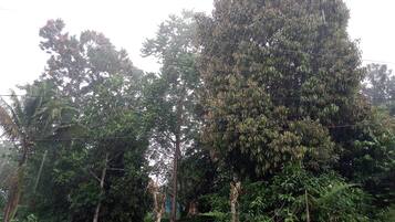 A dense forest with tall trees and a power line running through.