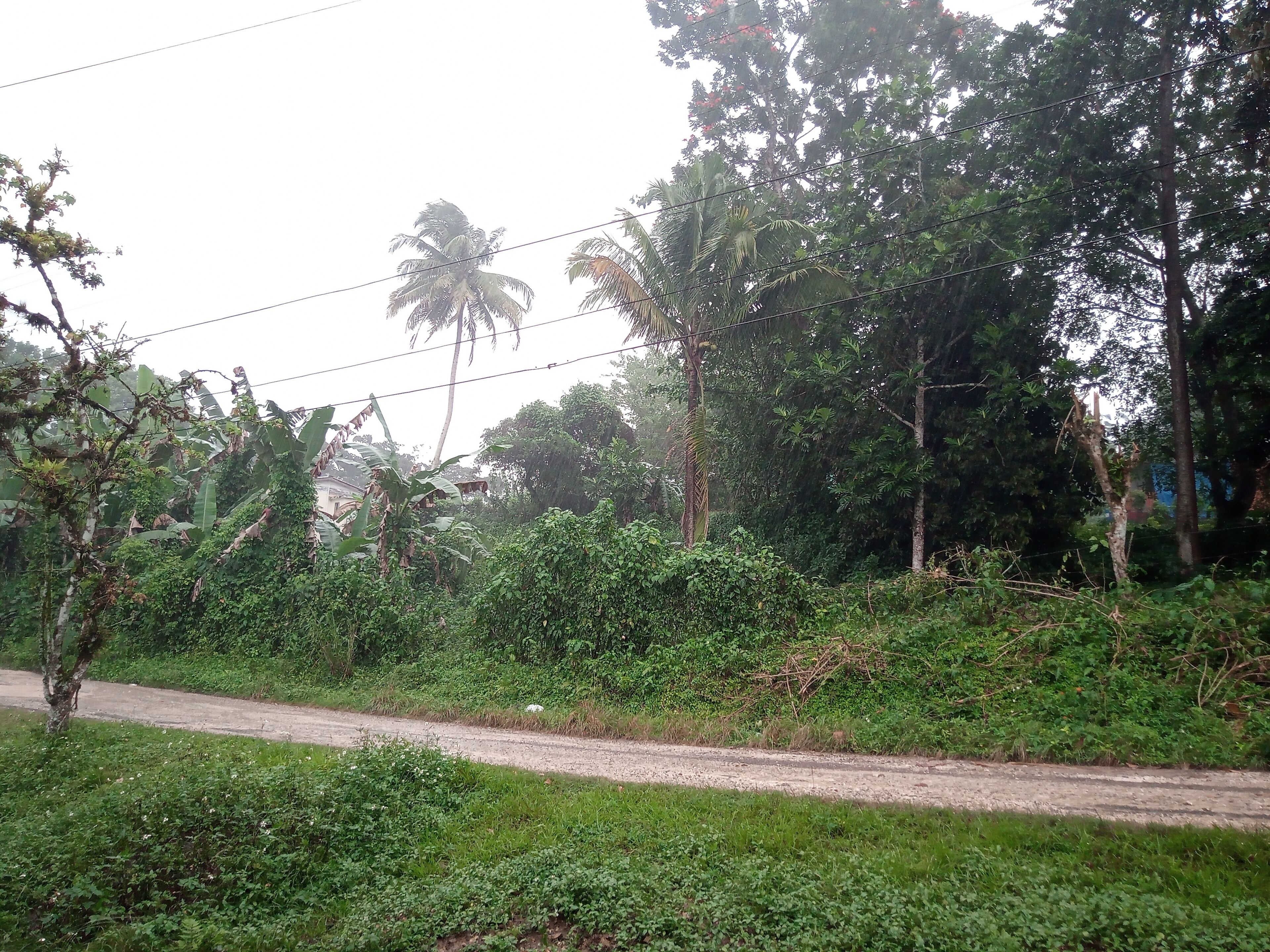 A rural road with dense vegetation and trees.