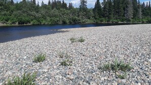 A riverbank with pebbles and sparse vegetation, surrounded by dense forest and a clear blue sky. - SLOPES AND STREAMS (Searchmont)