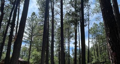Updated Cozy Cabin Nestled in the Tall Pines - Fully Fenced Yard