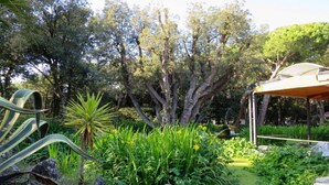A garden with a pond, rocks, and various plants. - Chalet in Baia Domizia with Private Beach (Baia Domizia (CE))