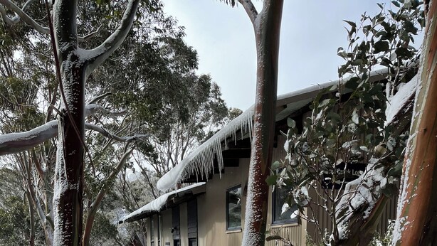 Une maison entourée d’arbres et d’arbustes couverts de neige.