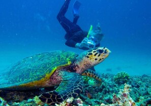 Un plongeur nageant près d’une tortue de mer dans un environnement sous-marin clair.