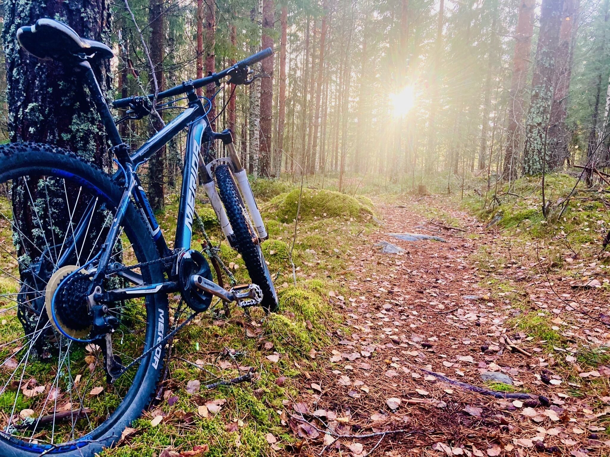 A mountain bike parked on a forest trail.