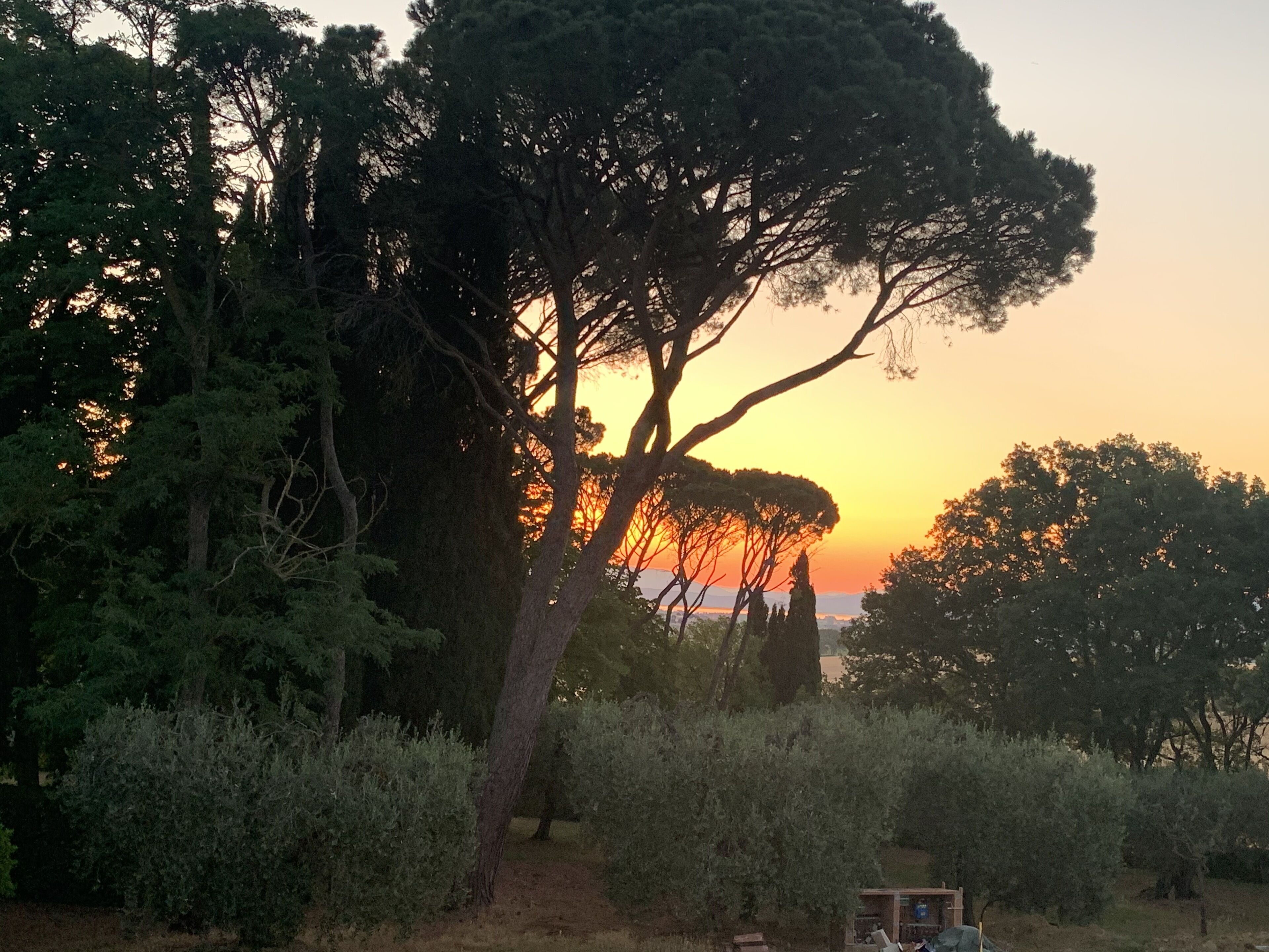 A natural landscape with a prominent tree and a sunset in the background.
