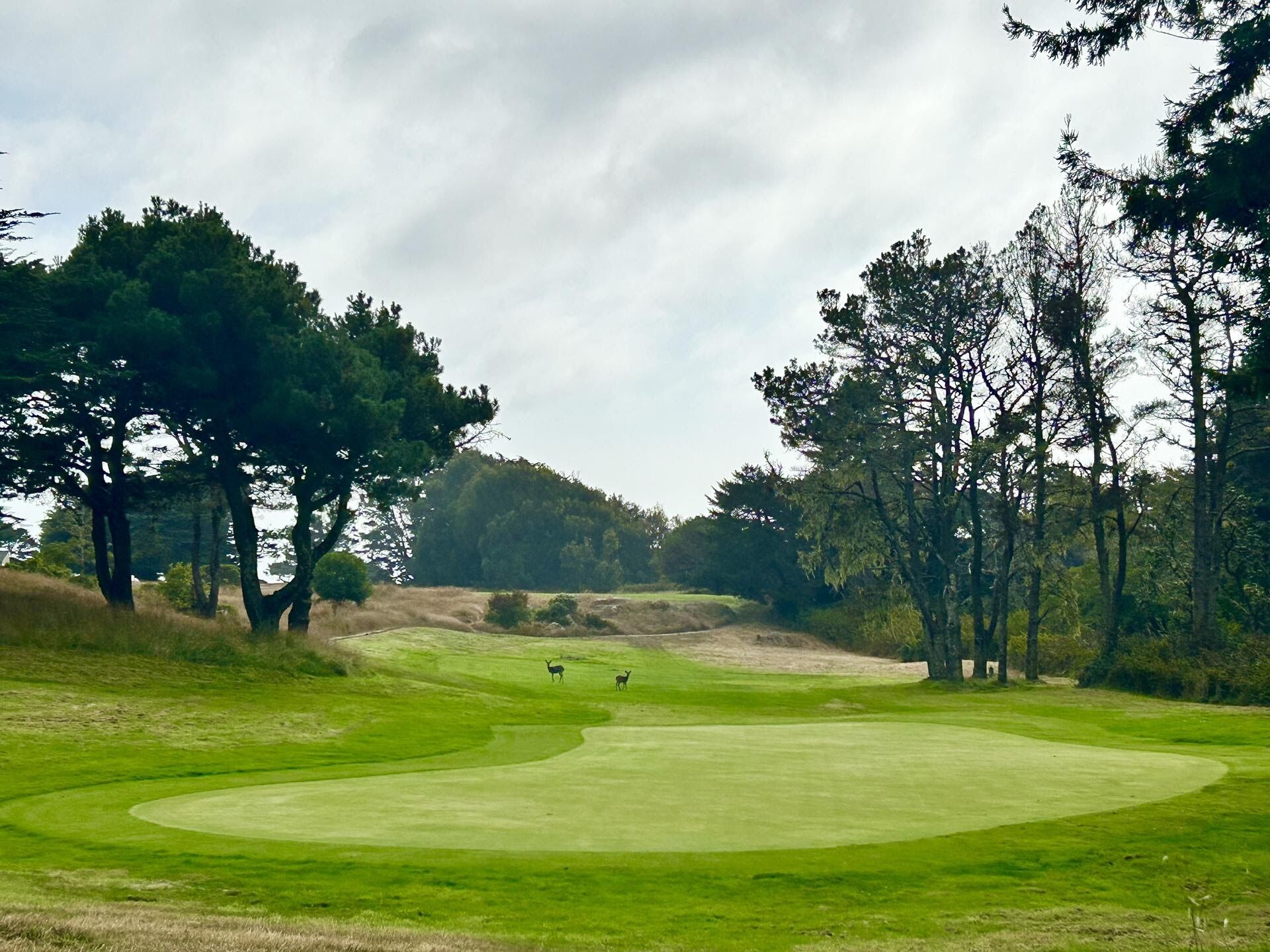 A golf course with a well-maintained green, trees, and a clear sky.