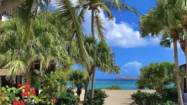 A paved pathway leading to a beach with palm trees and red flowers.