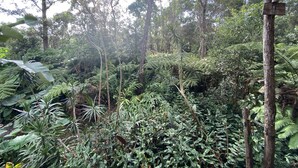 Unclassified image, 3 of 29, button - Cabin Treehouse in the Hawaiian Cloud Forest (Kailua-Kona)