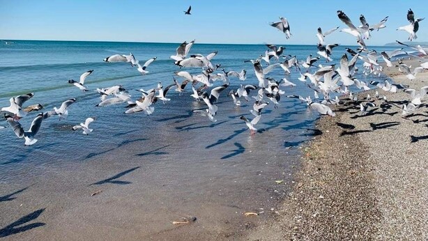 A beach with numerous seagulls flying and walking on the sand near the water.