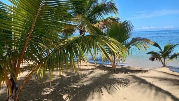 Una playa con palmeras y una vista despejada del océano.