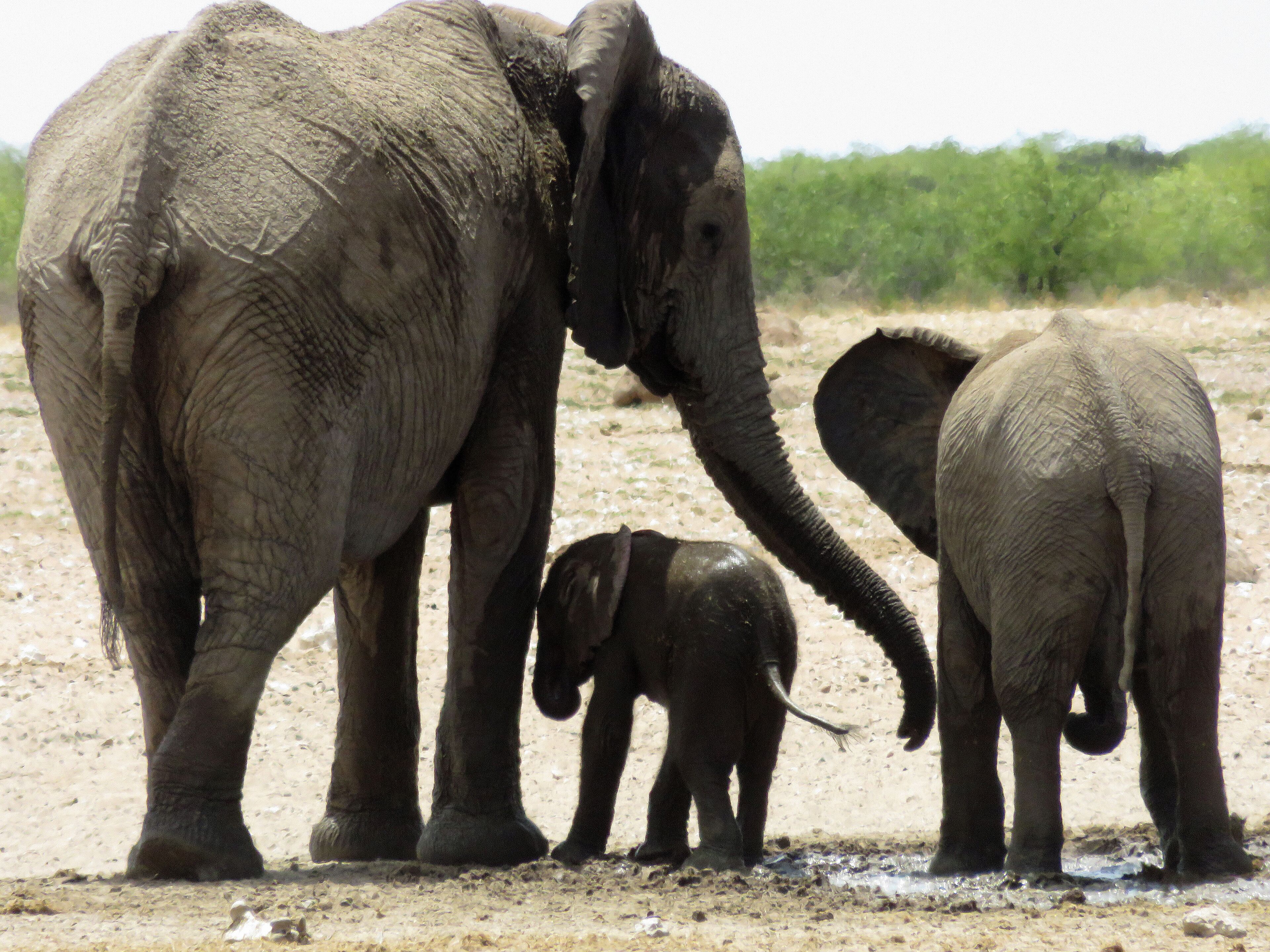 Three elephants standing in a dry, sandy area with sparse vegetation in the background.