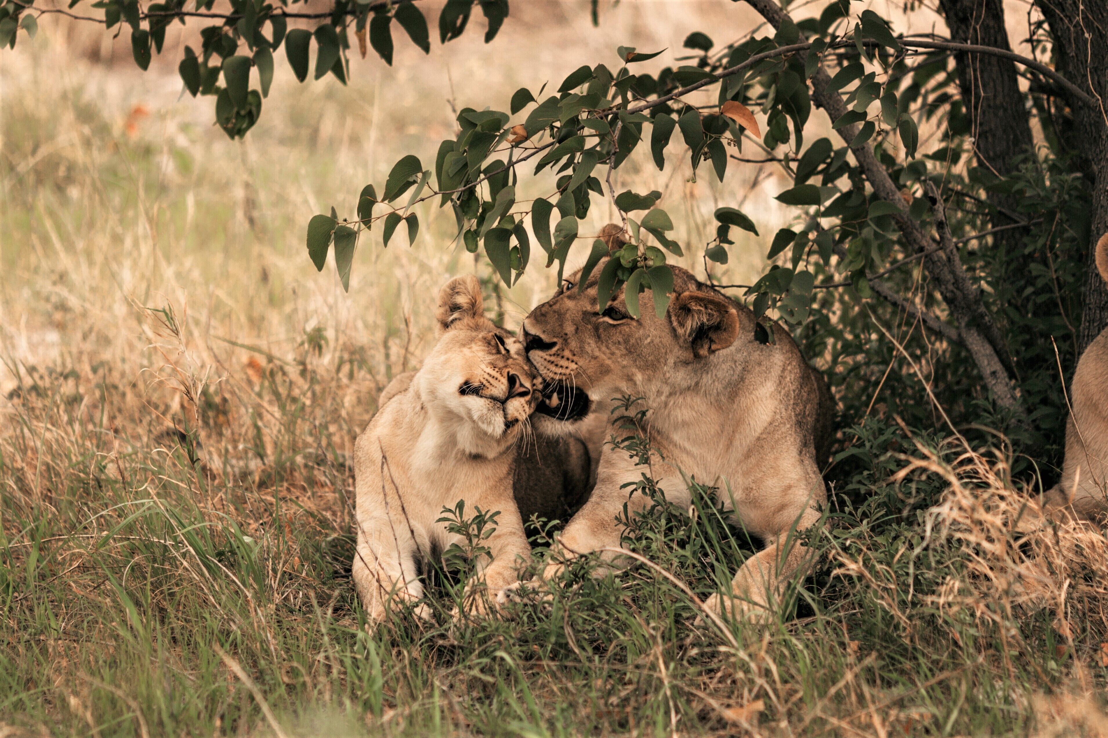 A group of lions resting under a tree in a grassy area.