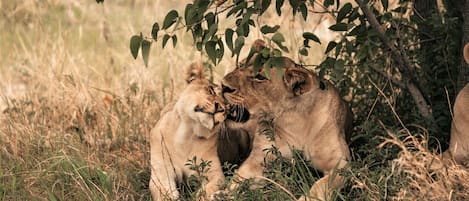 A group of lions resting under a tree in a grassy area.