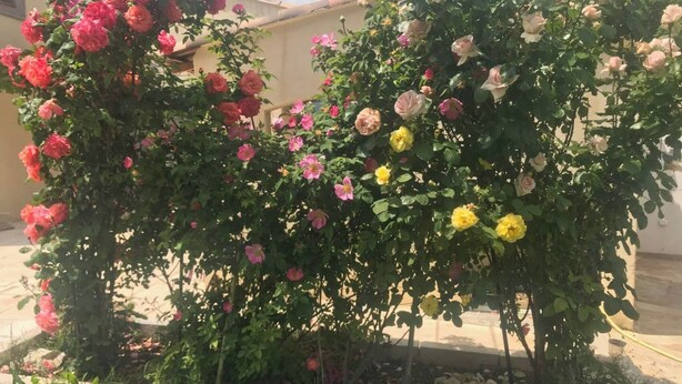 En trädgård med olika blommande växter, inklusive rosor i full blom.